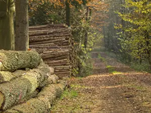 Stacked tree trunks along a wooded trail in autumn