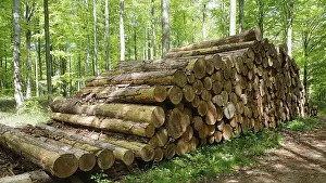 Stacks of felled tree trunks in the forest