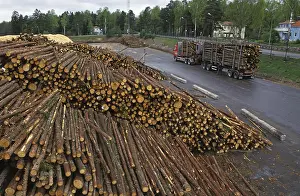Stacks of felled tree trunks and transport trolleys at the pulp mill