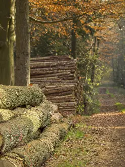 Stacks of tree trunks along a forest path in golden autumn light