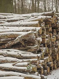 Stacks of wood on the side of the forest