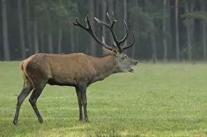 Stag with antlers emitting calling sounds