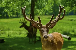 Category Wildlife DE Prints: A stag with antlers looks into the camera