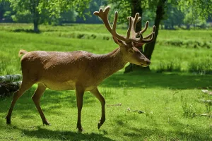 Category Wildlife DE Prints: A stag with antlers moves calmly through the green landscape