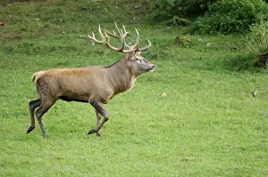 A stag with antlers running across a green meadow