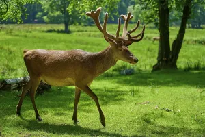 A stag with antlers walks in a sunlit forest