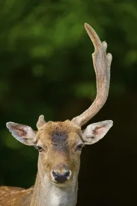 A stag with asymmetrical antlers looks attentively into the camera