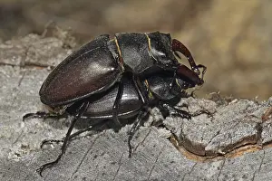 Stag beetle (Lucanus cervus)