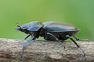 Stag Beetle (Lucanus cervus), female