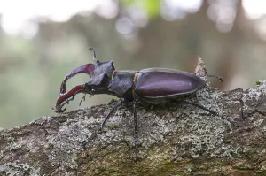 Stag Beetle (Lucanus cervus), Hesse