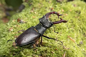 Stag beetle (Lucanus cervus), horned beetle