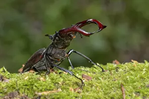 Stag beetle (Lucanus cervus), horned beetle