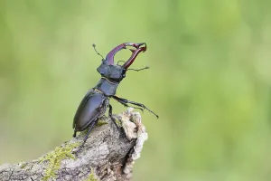 Stag beetle (Lucanus cervus), male