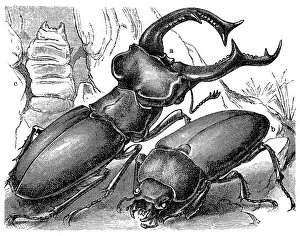 Stag Beetle (Lucanus cervus), a male