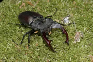Stag beetle (Lucanus cervus), male