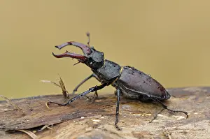Stag beetle (Lucanus cervus), male