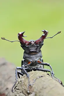 Stag beetle (Lucanus cervus), male