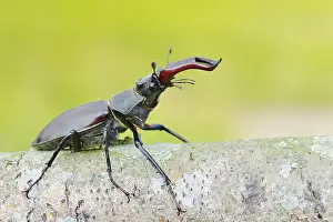 Stag beetle (Lucanus cervus), male