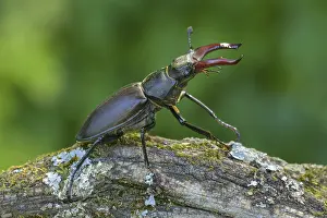Stag beetle (Lucanus cervus), male on moss-covered branch
