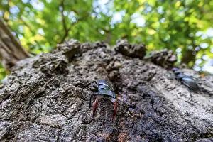 Stag beetle (Lucanus cervus) on an oak tree