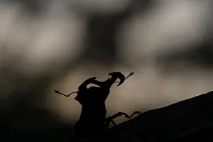 Stag beetle (Lucanus cervus), sitting on a branch in front of a dark background at dusk after sunset