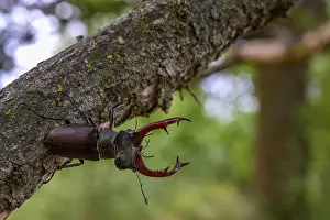A stag beetle (Lucanus cervus) on a tree trunk in the forest