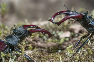 Stag beetles (Lucanus cervus), males fighting