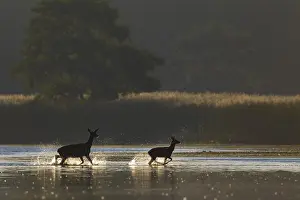 The stag calf clearly enjoys crossing the pond