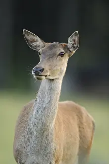 A stag gazes attentively, surrounded by a natural environment