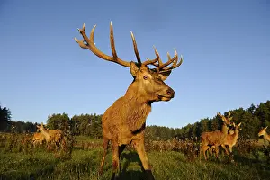 A stag with impressive antlers stands proudly in a meadow surrounded by trees
