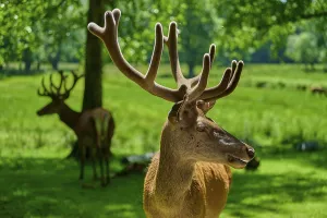 Category Wildlife DE Prints: A stag with large antlers looks sideways