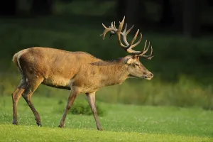A stag with large antlers walks attentively across a meadow at sunset
