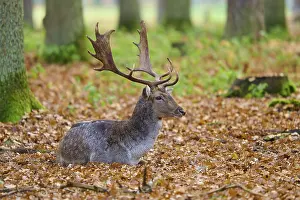 Stag lying in autumn leaves of a forest