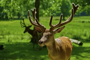 Category Wildlife DE Prints: A stag with magnificent antlers stands in the green
