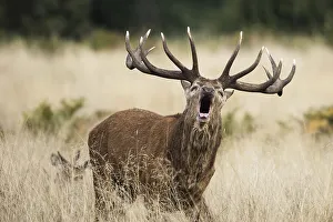 Stag of Red Deer (Cervus elaphus) in rut time