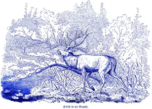 Stag in the rut, Hubertus hunting and hunting scenes