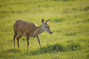 A stag slowly climbs the green meadow