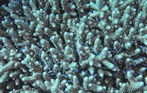 Staghorn coral provides shelter for a school of fish