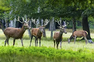 Four stags with impressive antlers on a green meadow in the forest