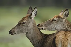 Two stags standing head to head in the forest
