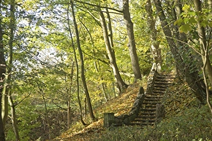 Stairs in an autumnal forest, Lueneburg