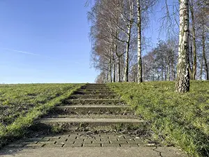 Stairs in the park with meadow and a row of birch trees