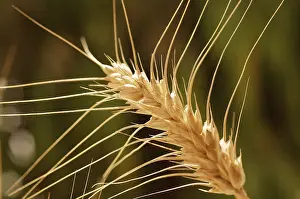 One stalk of Golden Wheat Crop growing in the fields ready for harvesting