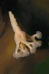Stalked jellyfish (Lucernaria quadricornis)