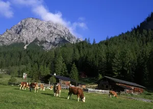 Stallen alpine pasture, Rauher Knoell Mountain in the back