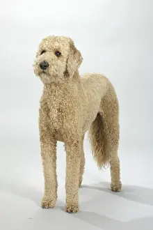 Standard Poodle, apricot, sheared