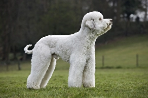 Standard poodle (Canis lupus familiaris) in garden