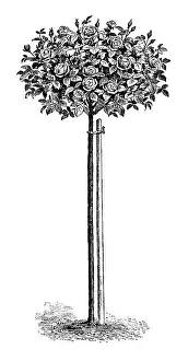 Standard Rose, historical illustration