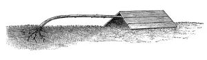 Standard rose, lying, historical illustration