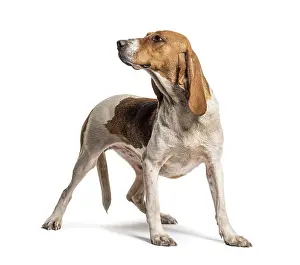 Standing Artois Hound isolated on white